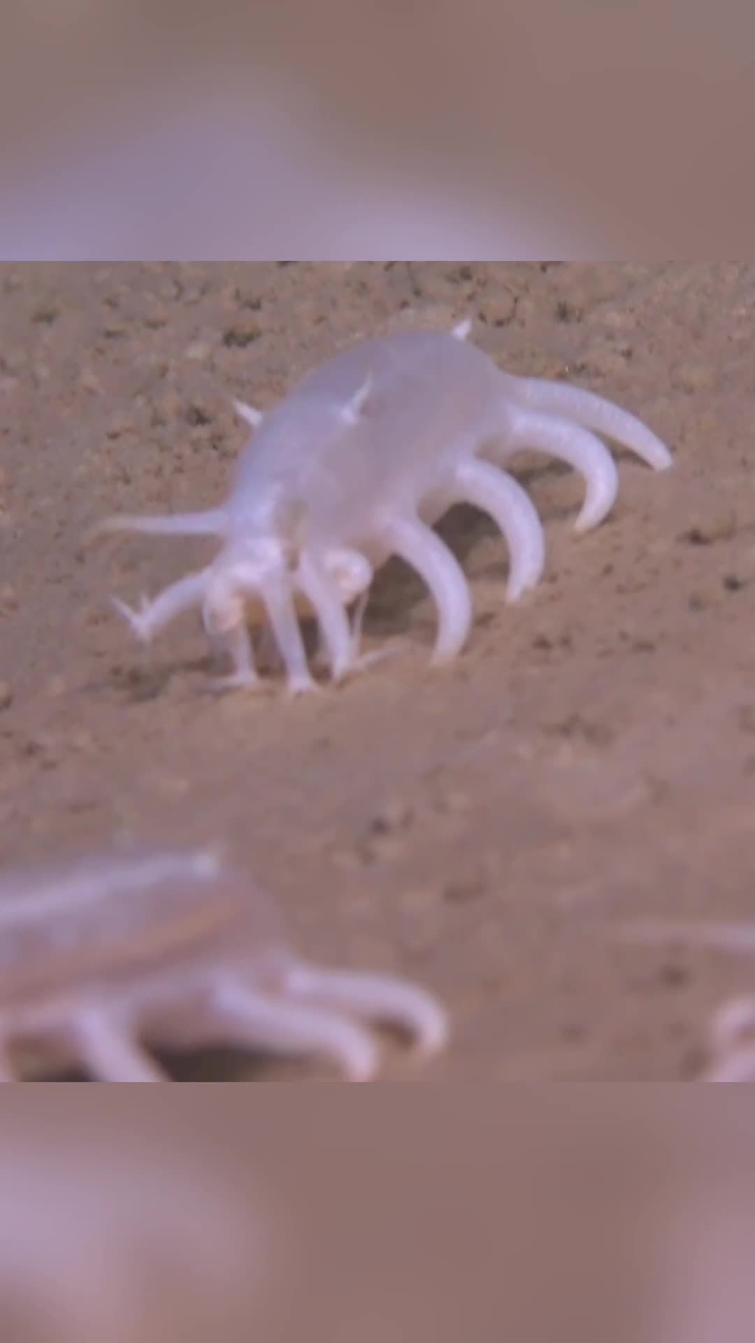 นักวิทย์จีนส่งอุปกรณ์ดำดิ่งกว่า 6,000 เมตร พบ 'สิ่งมีชีวิตแปลกตา' ในเขตน้ำลึกฮาดัล