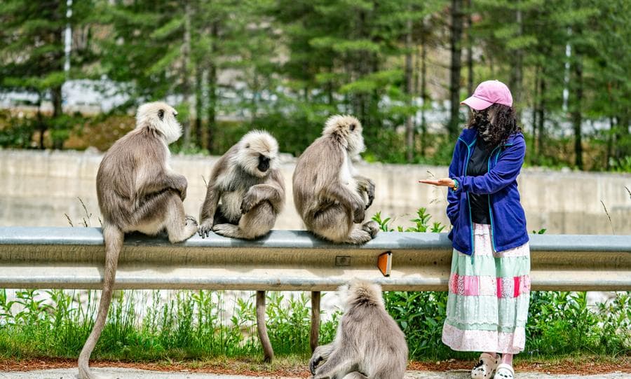 ขนขาว หน้าดำ 'ค่างหิมาลัย' แดนหลังคาโลก