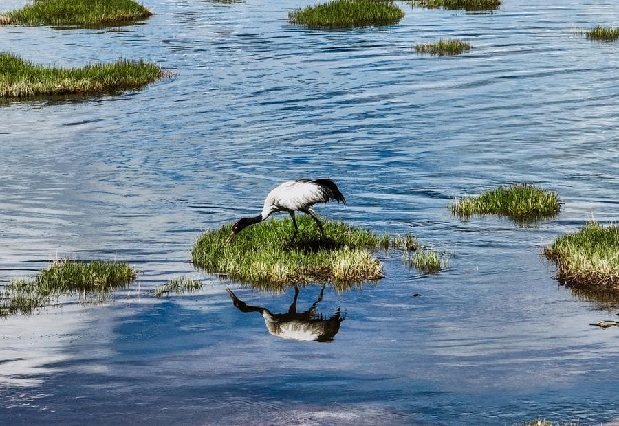ชมธรรมชาติเขตอนุรักษ์ 'ชิงไห่ หลงเป่า' บ้านนกอพยพในชิงไห่