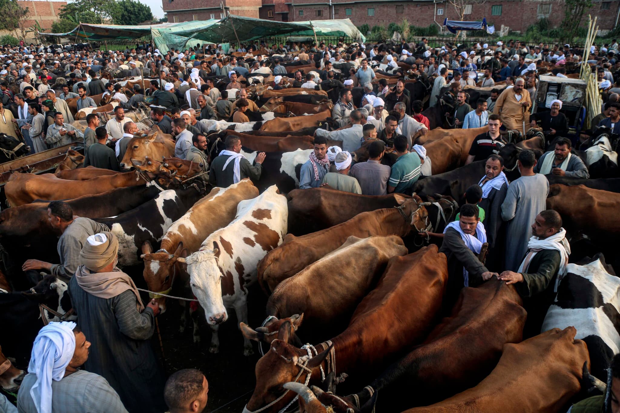 ตลาดค้าปศุสัตว์ก่อนฉลอง 'อีดิลอัฎฮา' ในอียิปต์