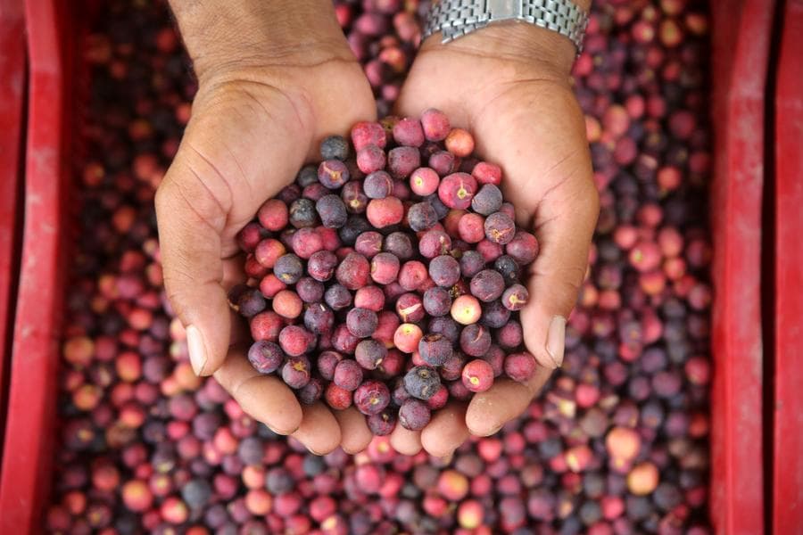 Asia Album : เกษตรกรปากีฯ ออกเก็บเกี่ยว 'ฟัลซา' ผลไม้จิ๋วสุดฮิตในหน้าร้อน