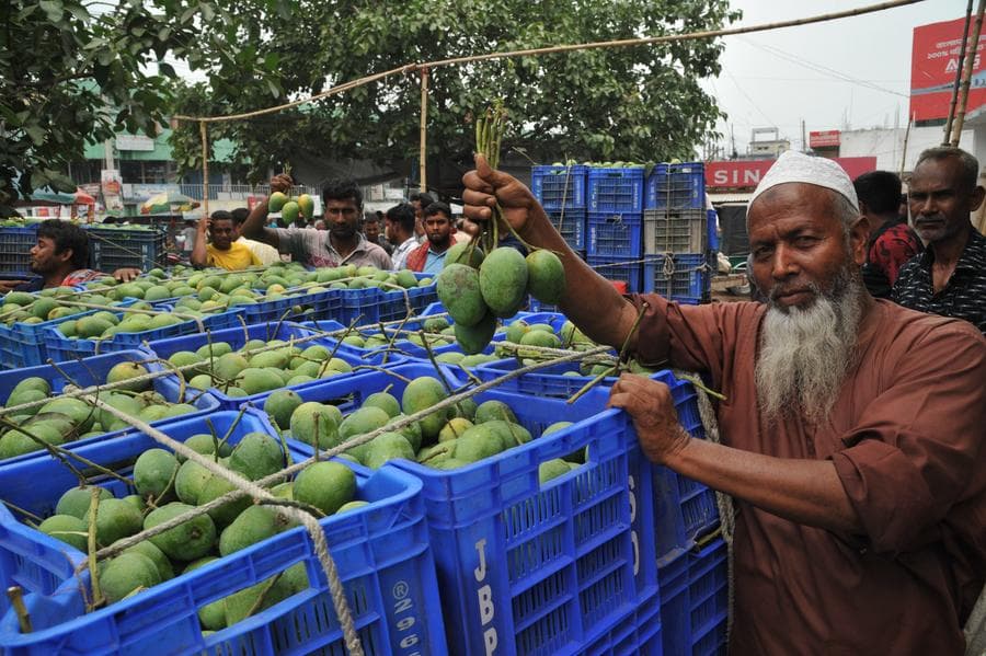 Asia Album : ฤดูเก็บเกี่ยว 'มะม่วง' ลูกโตในบังกลาเทศ