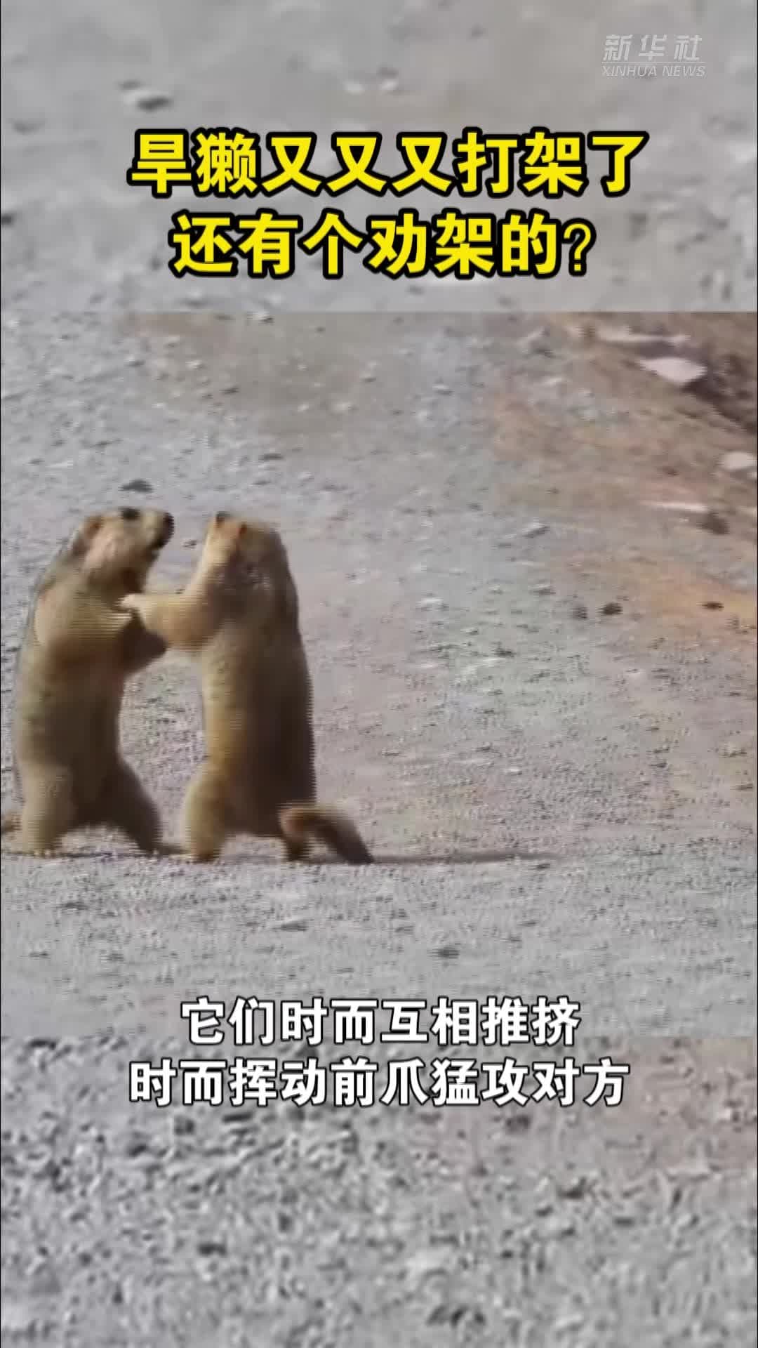 ก็นี่ผลักนี่ก่อน! สอง 'มาร์มอต' เปิดสังเวียนสู้กลางถนนในกานซู่