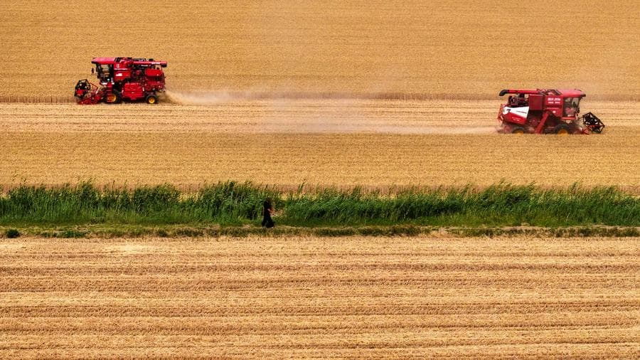 เกษตรกรขับรถจักรลุยงานเก็บเกี่ยว 'ข้าวสาลี' คึกคักในซานตง
