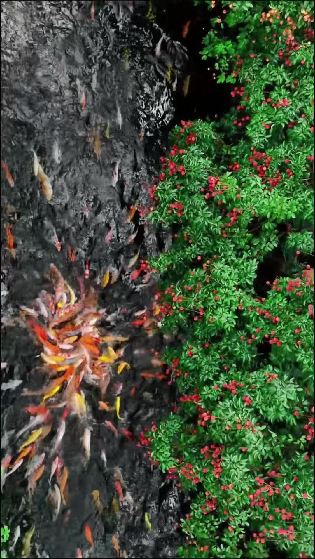 เหมือนรับโชคสองชั้น! ปลาคาร์ปแหวกว่ายใต้ต้นลิ้นจี่ในกวางตุ้ง