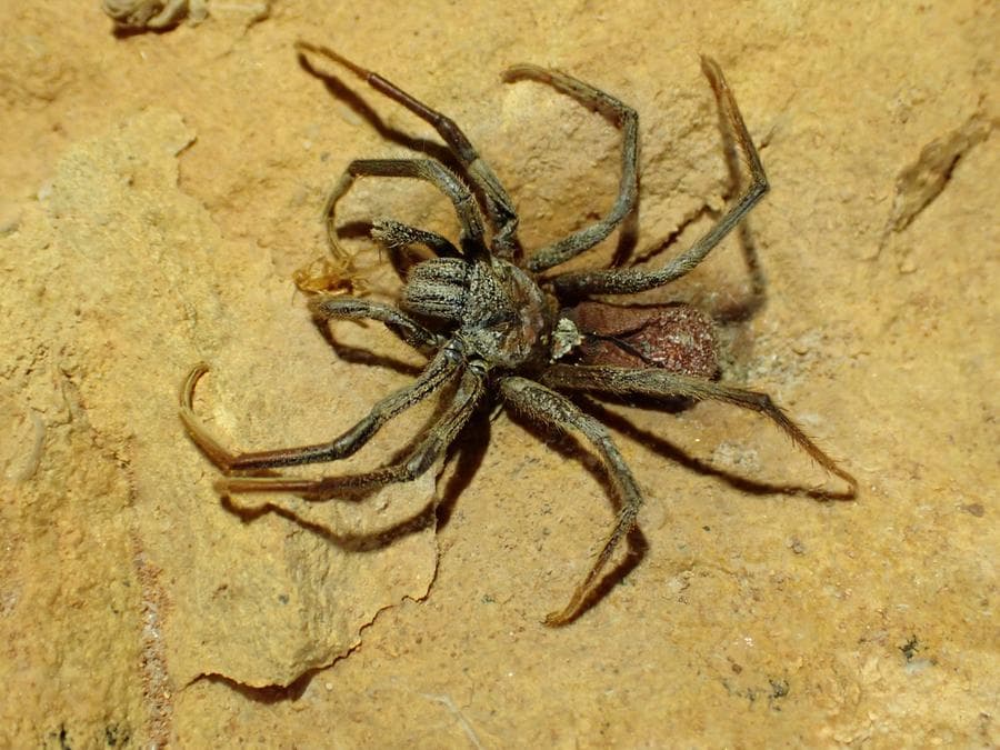 นักวิจัยออสซี่พบ 'ต่อไร้ตา' สายพันธุ์เดียวในโลก วิวัฒนาการเพื่ออยู่ในถ้ำมืด