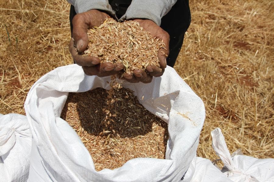 เกษตรกรลุยเก็บเกี่ยว 'ข้าวสาลี' เหลืองทองในเลบานอน