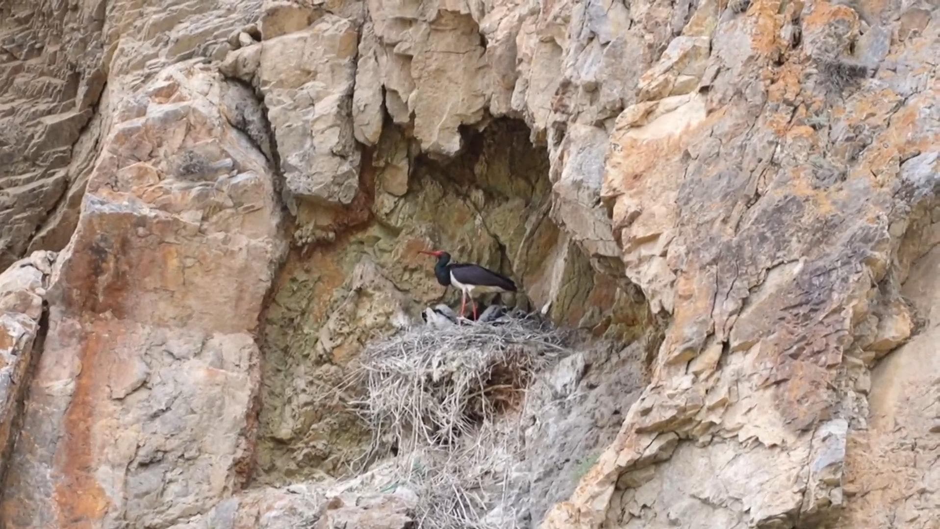 พ่อแม่ 'นกกระสาดำ' เลี้ยงลูก 5 ตัว บนผาสูงในซินเจียง