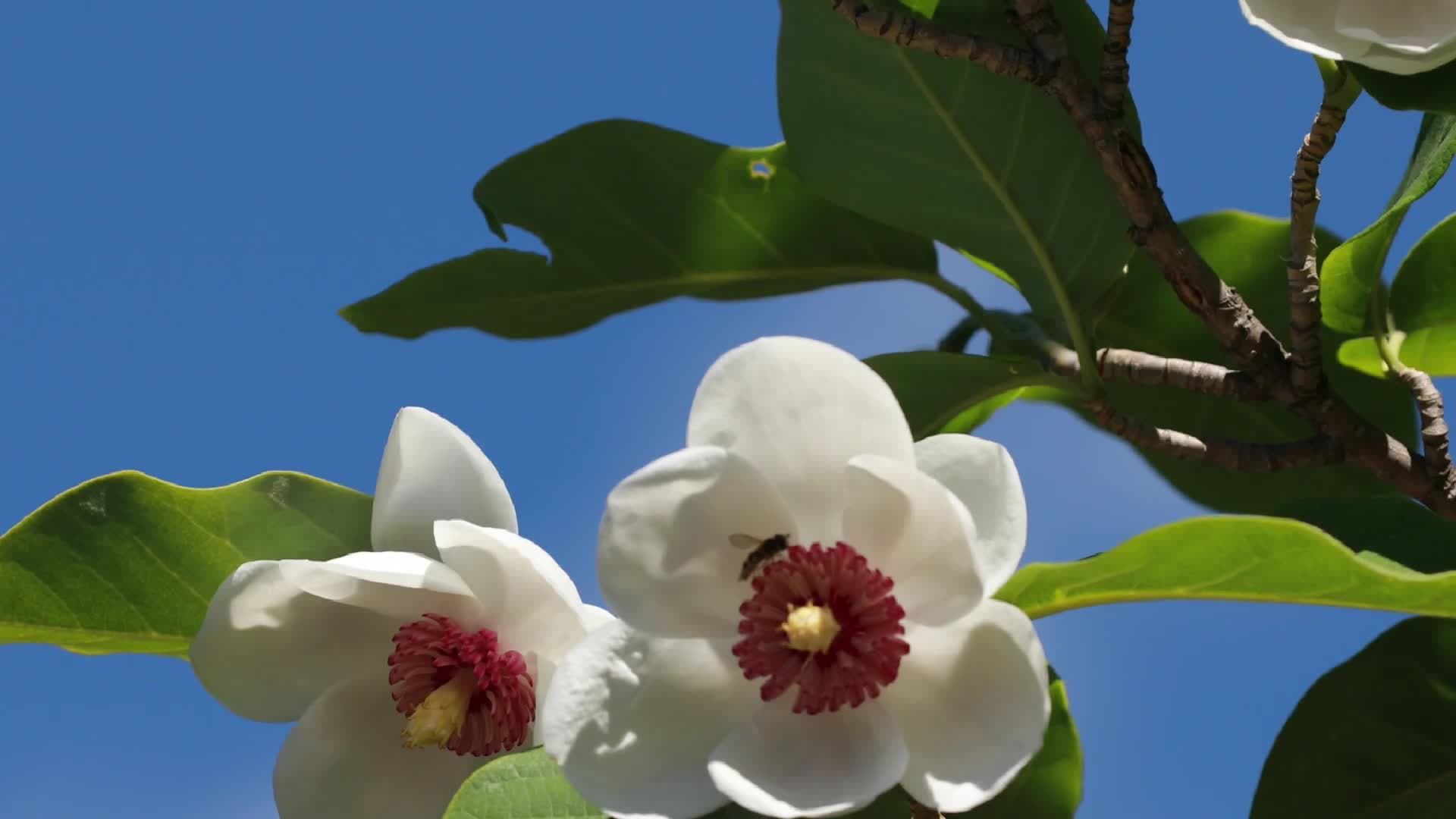 ดอกไม้ฉายา 'ฟอสซิลที่มีชีวิต' แห่งโลกพฤกษา ผลิบานงดงามในเหอเป่ย