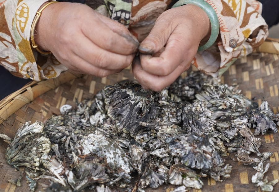 ยูนนานเข้าฤดูกิน 'เห็ดป่า' ตั้งแผงขายสารพัดชนิด