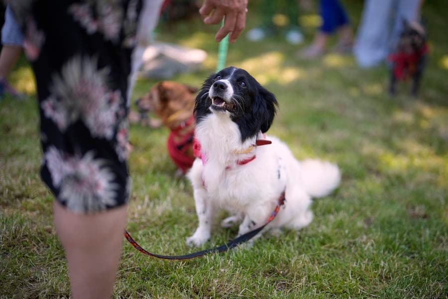 ชาวเมืองพาเจ้าตูบเที่ยวเล่น ฉลอง 'วันสัตว์เลี้ยง' ในโปแลนด์