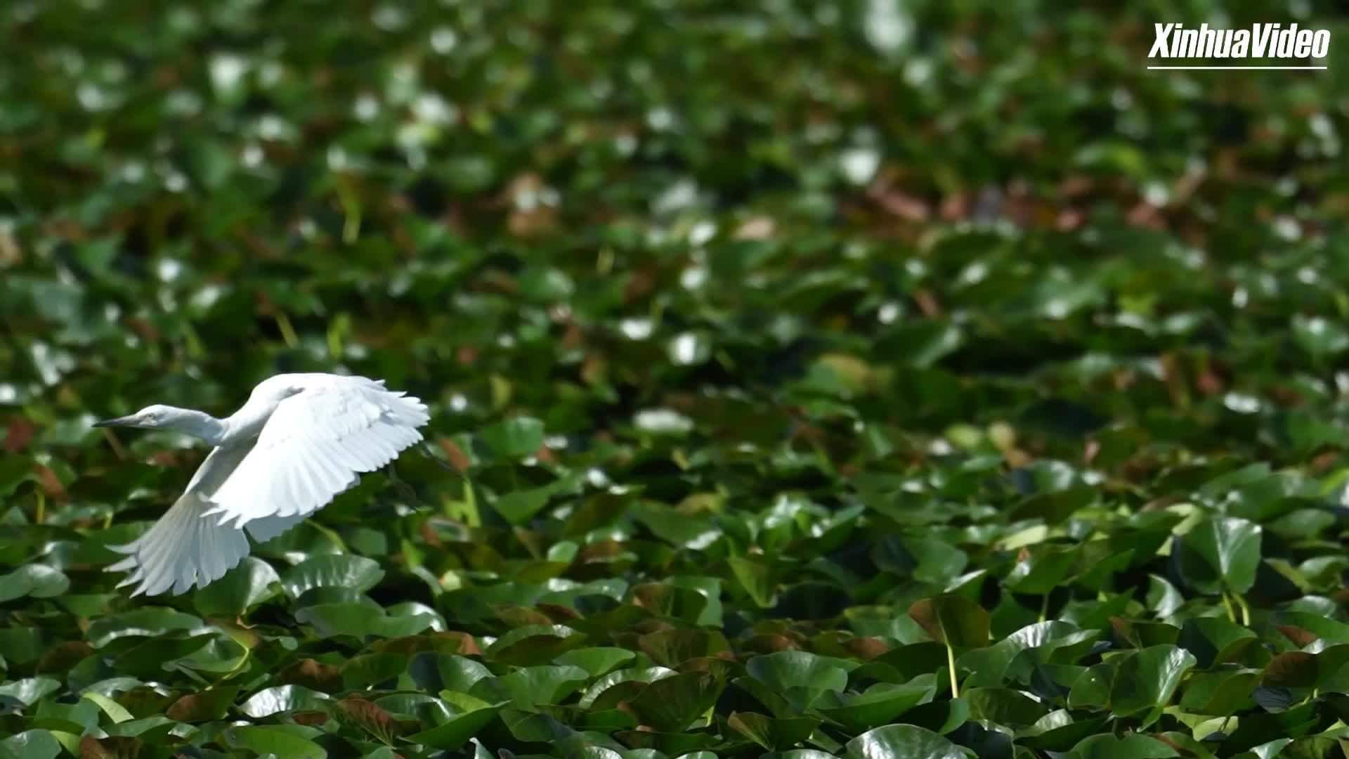 พื้นที่ชุ่มน้ำเฉ่าไห่ แดนรัง 'นกยางสีขาว' แห่งยูนนาน