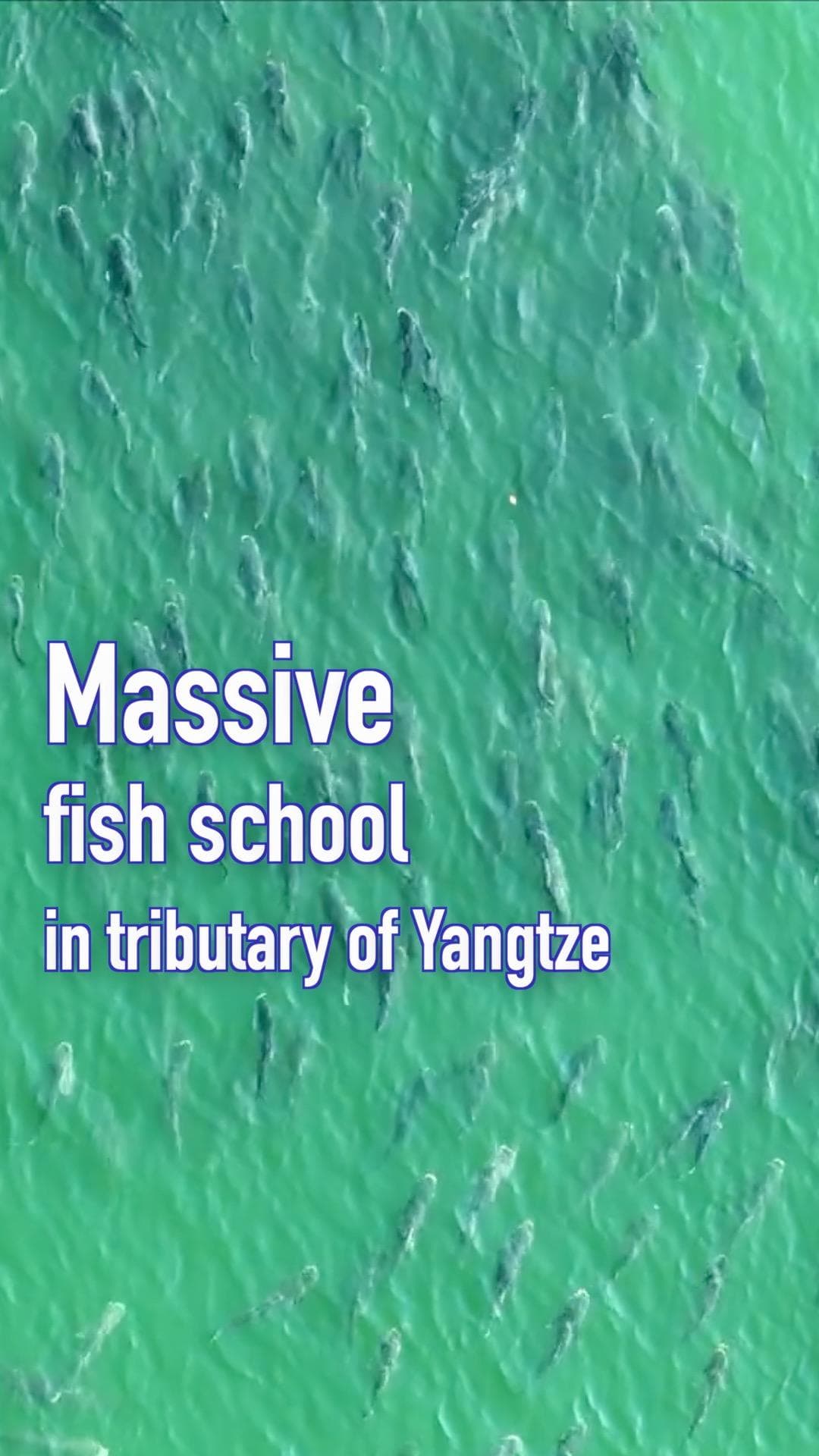 ปลาฝูงใหญ่กลางลำน้ำ ผลลัพธ์ห้ามจับปลาในแยงซี