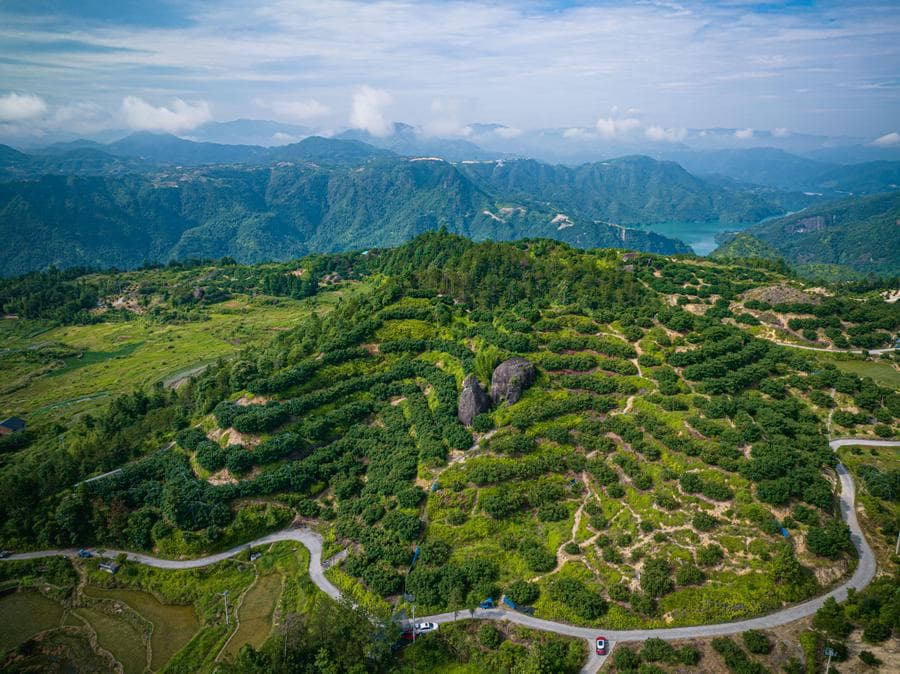 เจ้อเจียงเริ่มส่งออก 'หยางเหมย' จากสวนสู่แฟรงก์เฟิร์ต