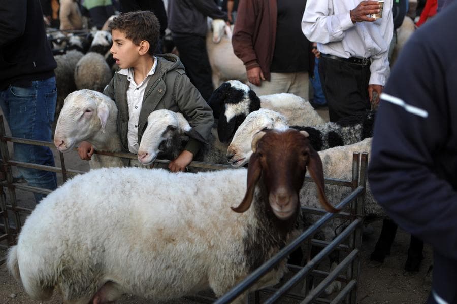 ชาวปาเลสไตน์เลือกซื้อสัตว์พลีทาน เพื่อเทศกาลอีดิลอัฎฮา