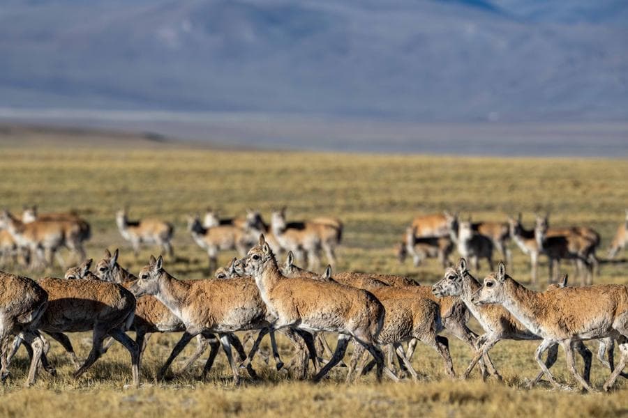 ส่อง 'แอนทิโลปทิเบต' อพยพเพื่อออกลูกครั้งใหญ่ประจำปี