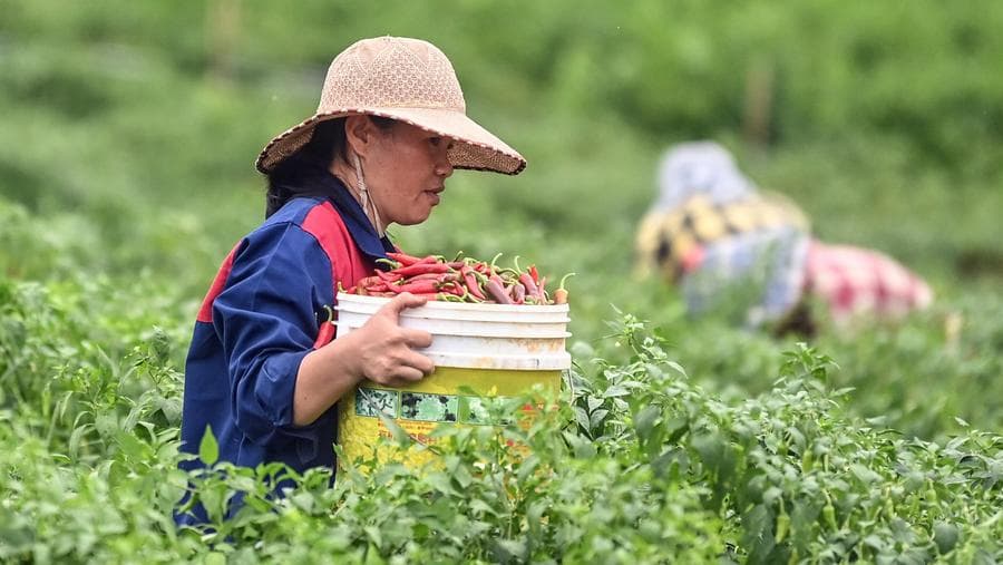 ฤดูเก็บเกี่ยว 'พริกแดง' เม็ดโตในกว่างซี