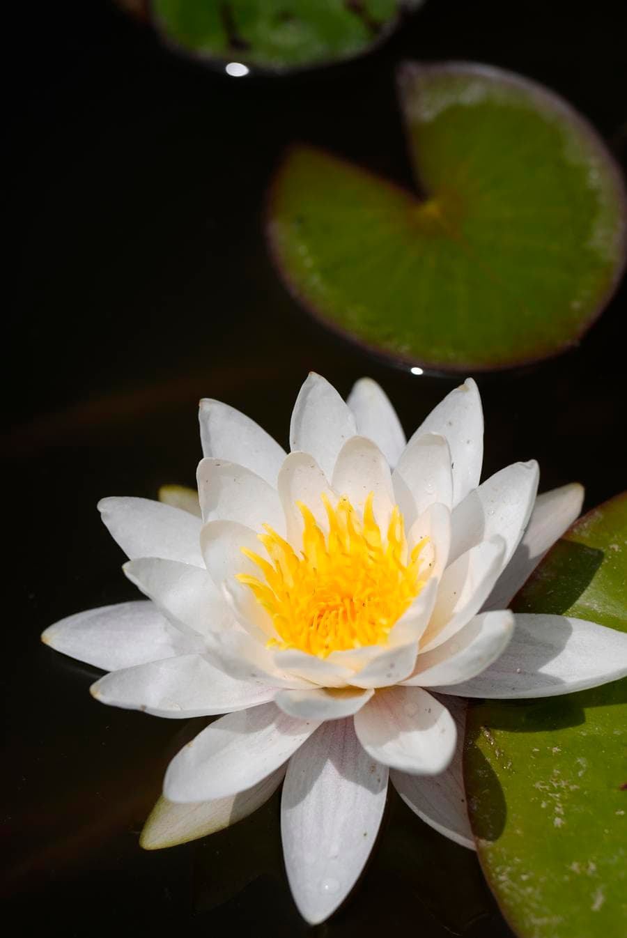 ดอกบัวสาย' ชูช่ออวดกลีบสวยเพลินตาในหนิงเซี่ย