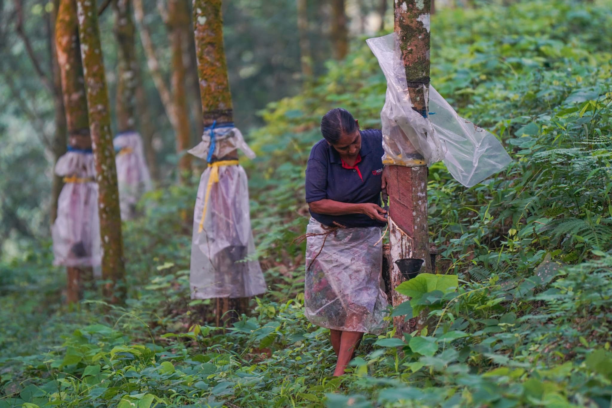 ลาวขยายพื้นที่ปลูก 'ยางพารา' หนุนประชาชนมีรายได้มั่นคง