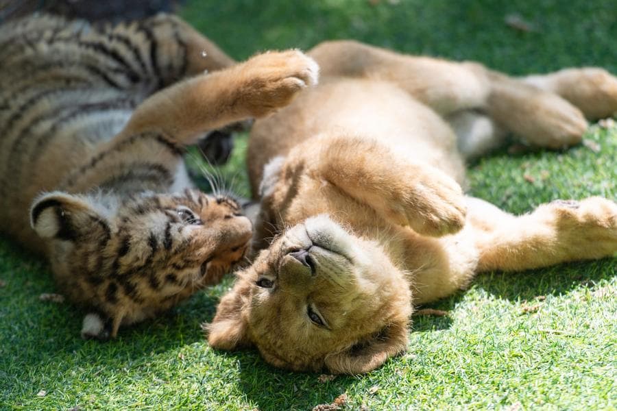 มิตรภาพต่างสายพันธุ์! ลูกเสือ-ลูกสิงโต ซุกซนน่ารักในเฮยหลงเจียง