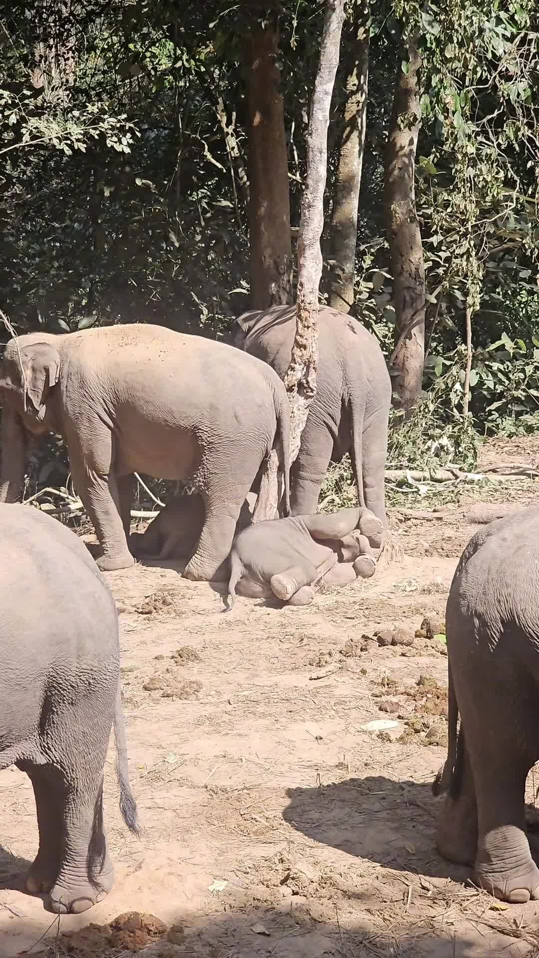 ส่องวัยเด็ก 'ลูกช้างเอเชีย' เล่นซนกลางธรรมชาติในยูนนาน