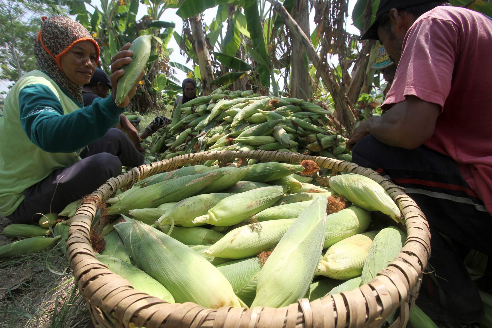 อินโดนีเซียส่งออก 'ข้าวโพด' สู่มาเลเซียครั้งแรก