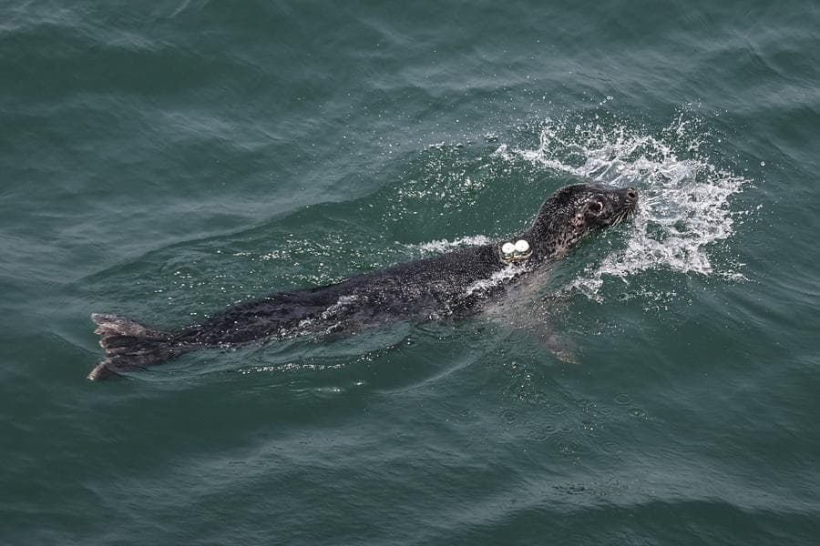 เหลียวหนิงปล่อย 'แมวน้ำลายจุด' สู่โลกใต้ทะเล 9 ตัว