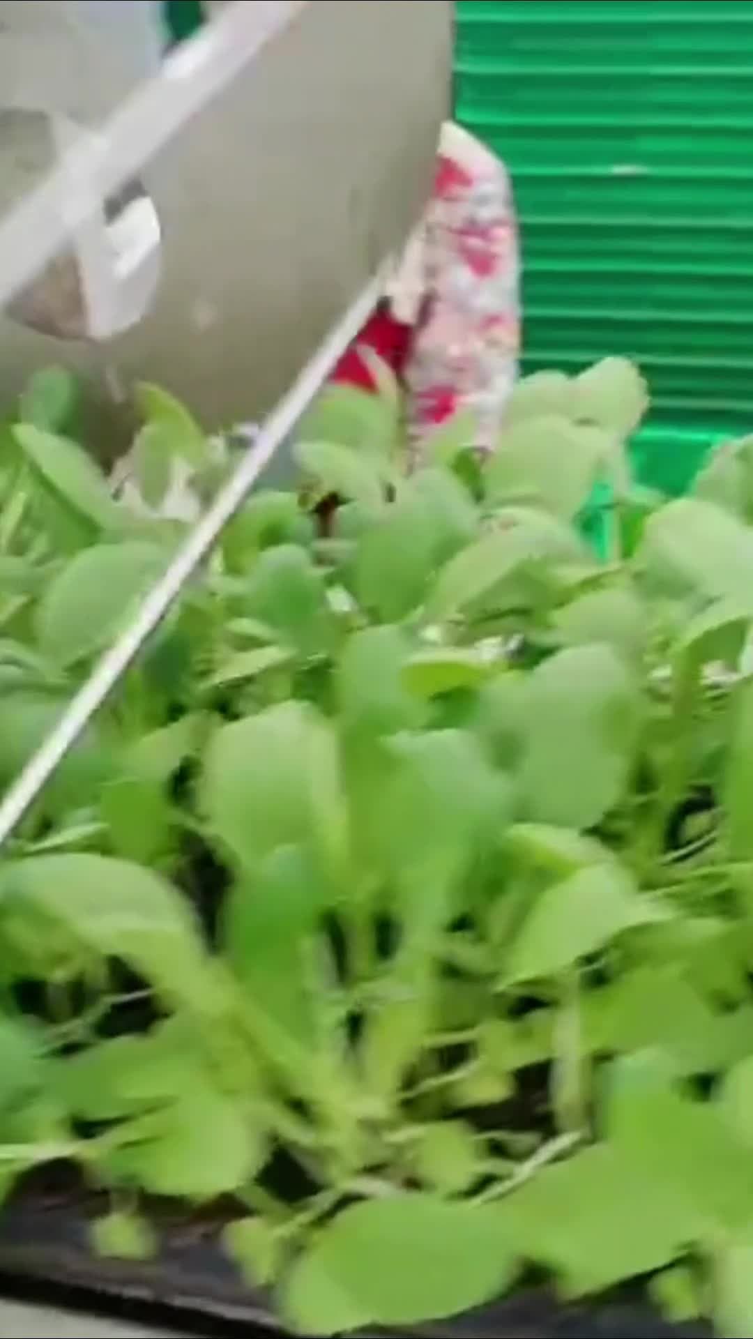 โรงงานผัก' ในเซี่ยงไฮ้ใช้เทคโนฯ ขั้นสูง เก็บเกี่ยววัตถุดิบผลิตสกินแคร์