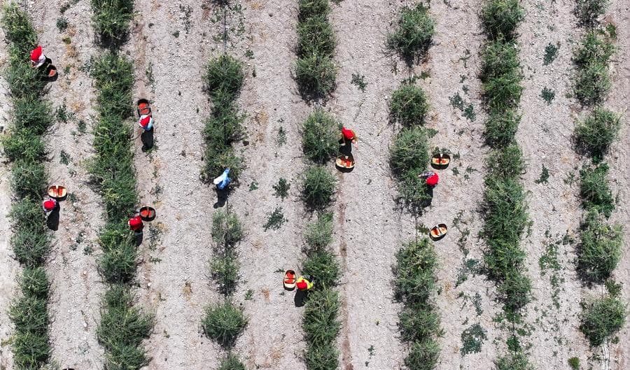 หนิงเซี่ยเก็บเกี่ยว 'โกจิเบอร์รี' สีสดชุดแรกของฤดูกาล
