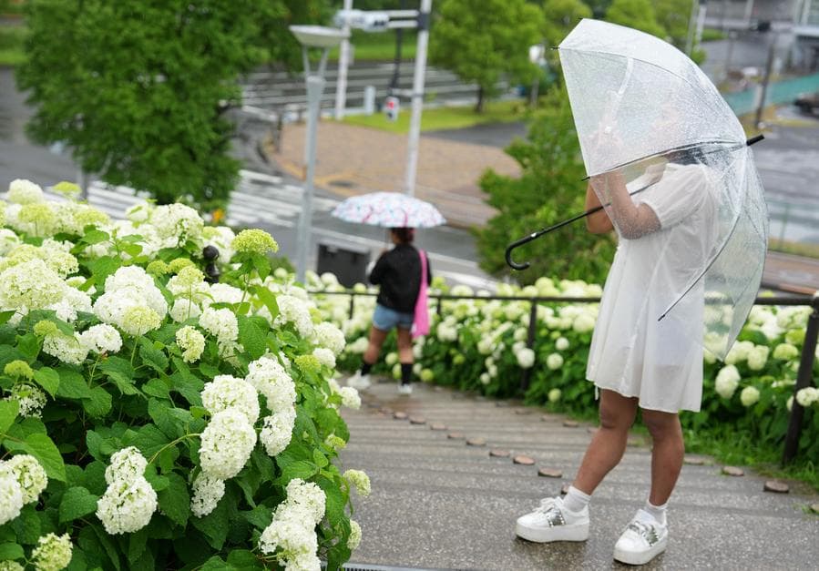 นักท่องเที่ยวลุยชม 'ไฮเดรนเยีย' กลางฝนโปรยในโตเกียว