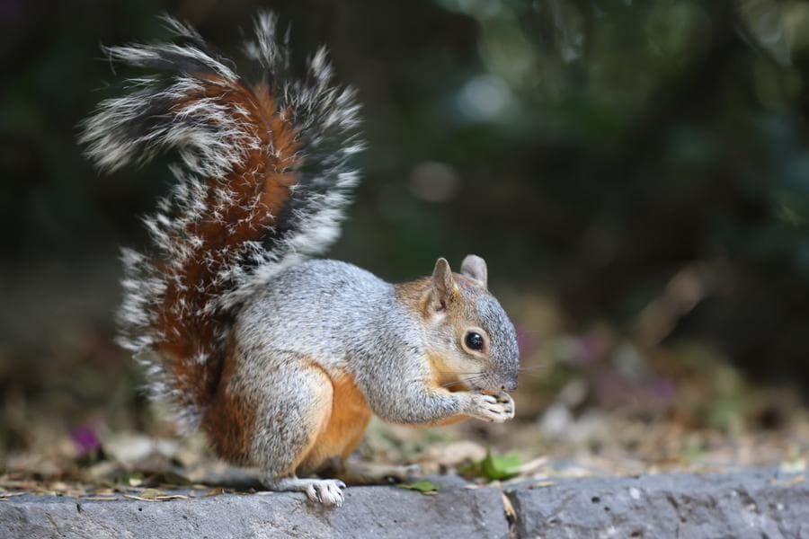 เยือนสวนสัตว์ 'ชาปูลเตเปก' เข้าฟรีในเม็กซิโก