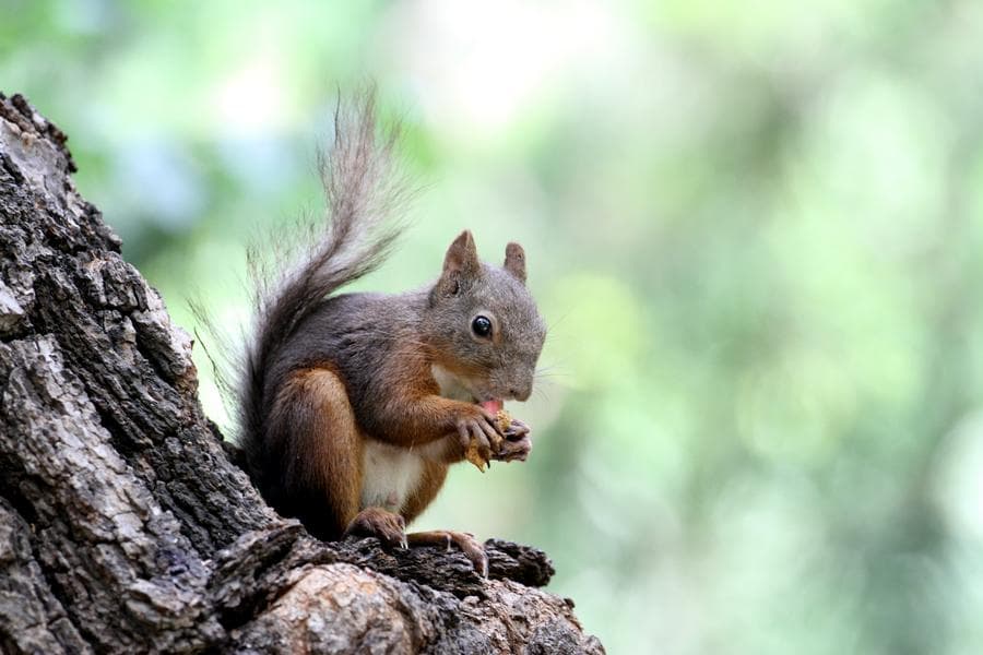 ส่อง 'กระรอกน้อย' น่ารัก ออกหากินในเสิ่นหยาง