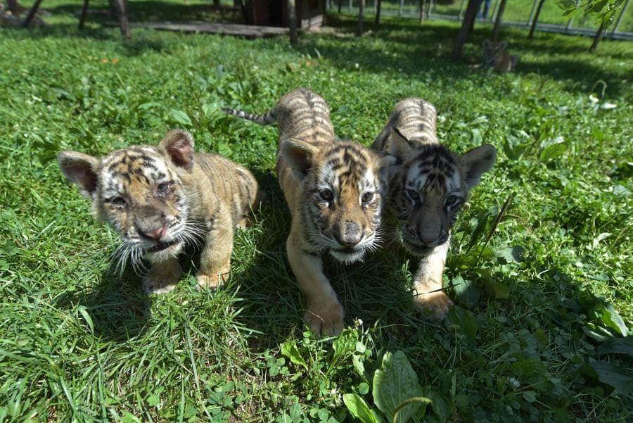 แก๊ง 'ลูกเสือโคร่งไซบีเรีย' แสนซนน่ารักในเฮยหลงเจียง