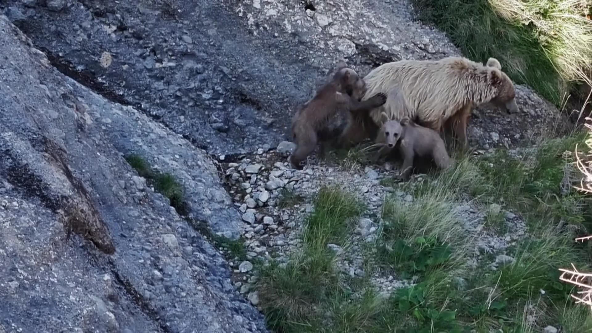 ซินเจียงพบ 'แม่หมีสีน้ำตาลเผือก' ออกหากินบนเขาพร้อมลูกน้อย