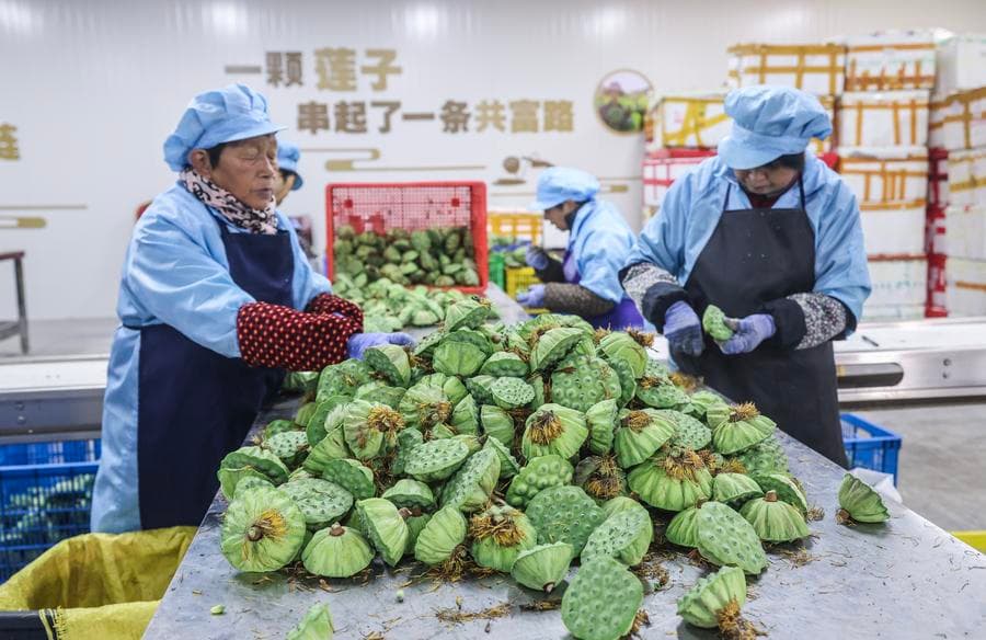 ชาวบ้านเก็บ-แกะ 'เม็ดบัว' ขับเคลื่อนเศรษฐกิจชุมชนเจ้อเจียง