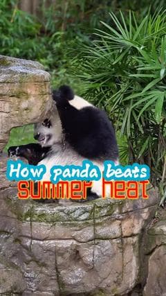 แพนด้ายักษ์ในฉงชิ่ง นั่งแช่น้ำเย็นคลายร้อน