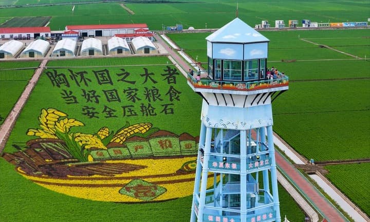 ศิลปะนาข้าว' แต่งแต้มท้องทุ่งในเฮยหลงเจียง