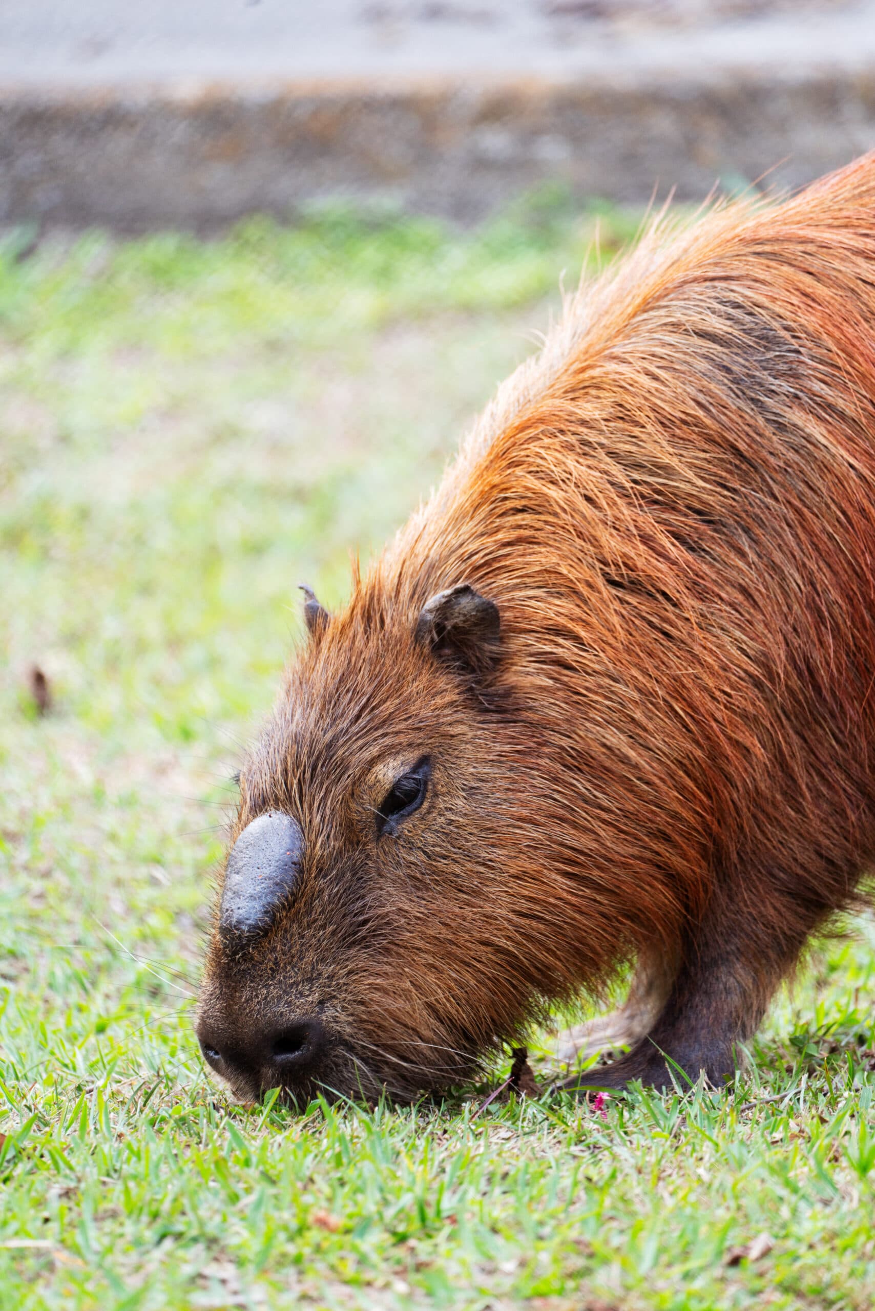 คาปิบารา' หนูยักษ์หน้ามึน ใช้ชีวิตในเซาเปาโล