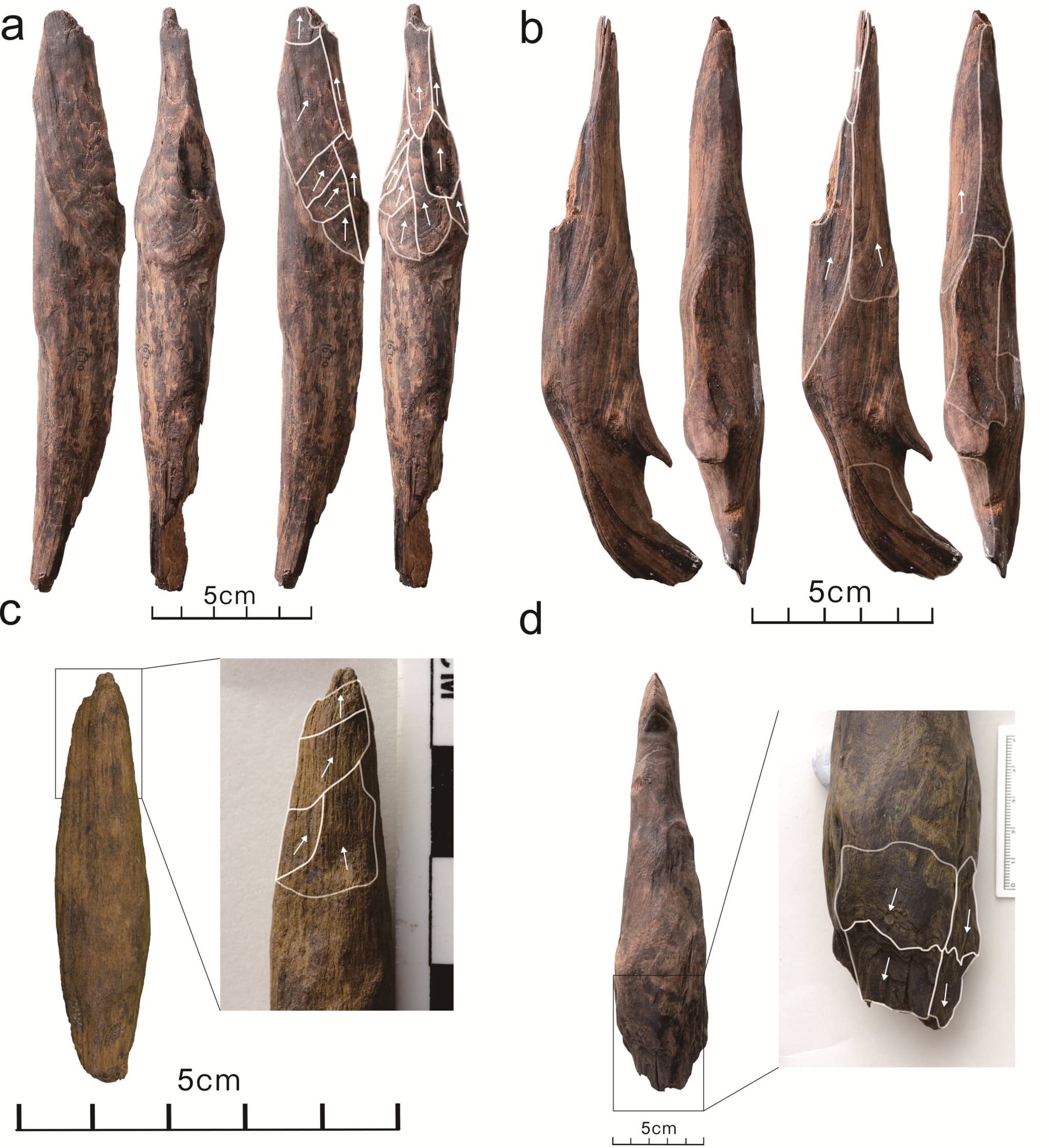 นักวิทย์พบ 'เครื่องมือไม้' เก่า 3 แสนปีในจีน คาดคนโบราณใช้ขุดราก-ลำต้นพืช