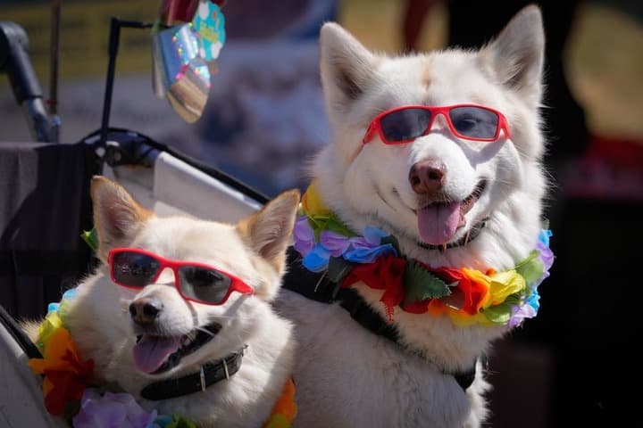 สีสัน 'แฟชั่นโชว์น้องหมา' เรียกรอยยิ้มในแคนาดา