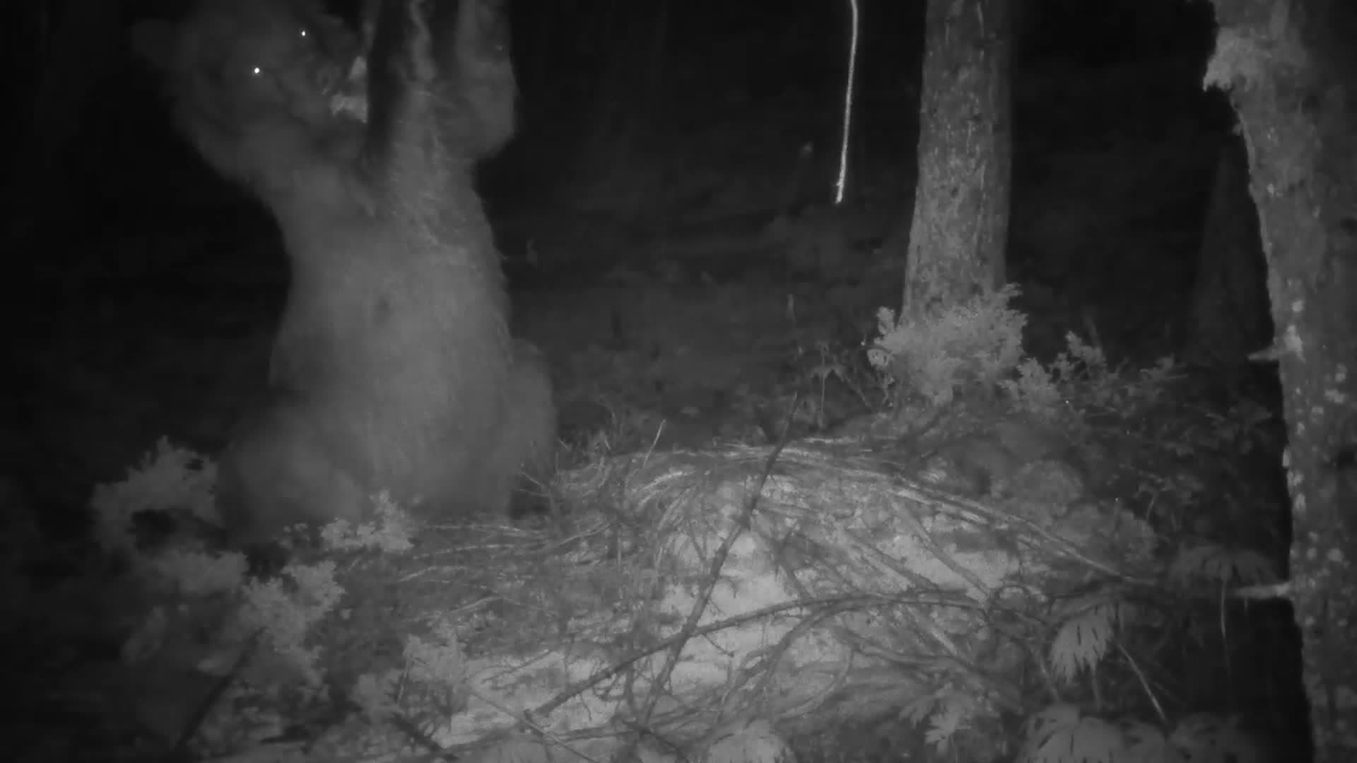 ซินเจียงจับภาพล้ำค่า 'วูลเวอรีน หมีสีน้ำตาล หมาป่า' กลางแมกไม้