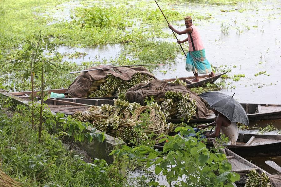 ชาวบ้านเก็บ 'บัวสาย' ก้านยาวเฟื้อยในบังกลาเทศ