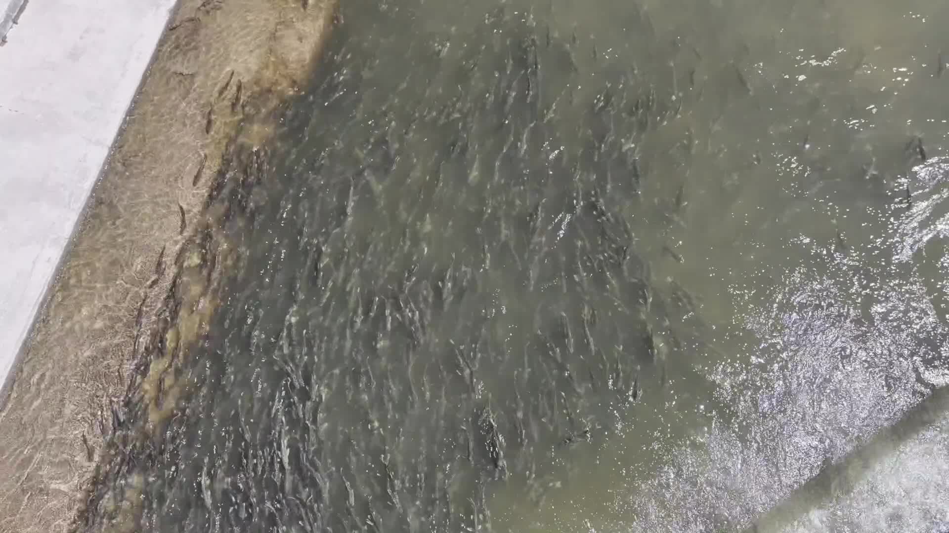 ปลาหวง' ฝูงใหญ่ว่ายทวนน้ำ รับฤดูอพยพวางไข่ในชิงไห่