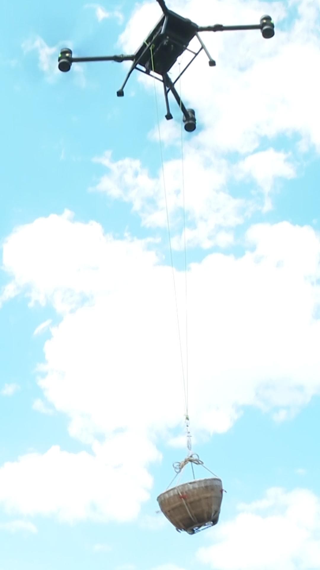 เกษตรกรฉงชิ่งใช้ 'หุ่นยนต์สุนัข-โดรน' ช่วยขนส่ง 'บ๊วย' จากภูเขา