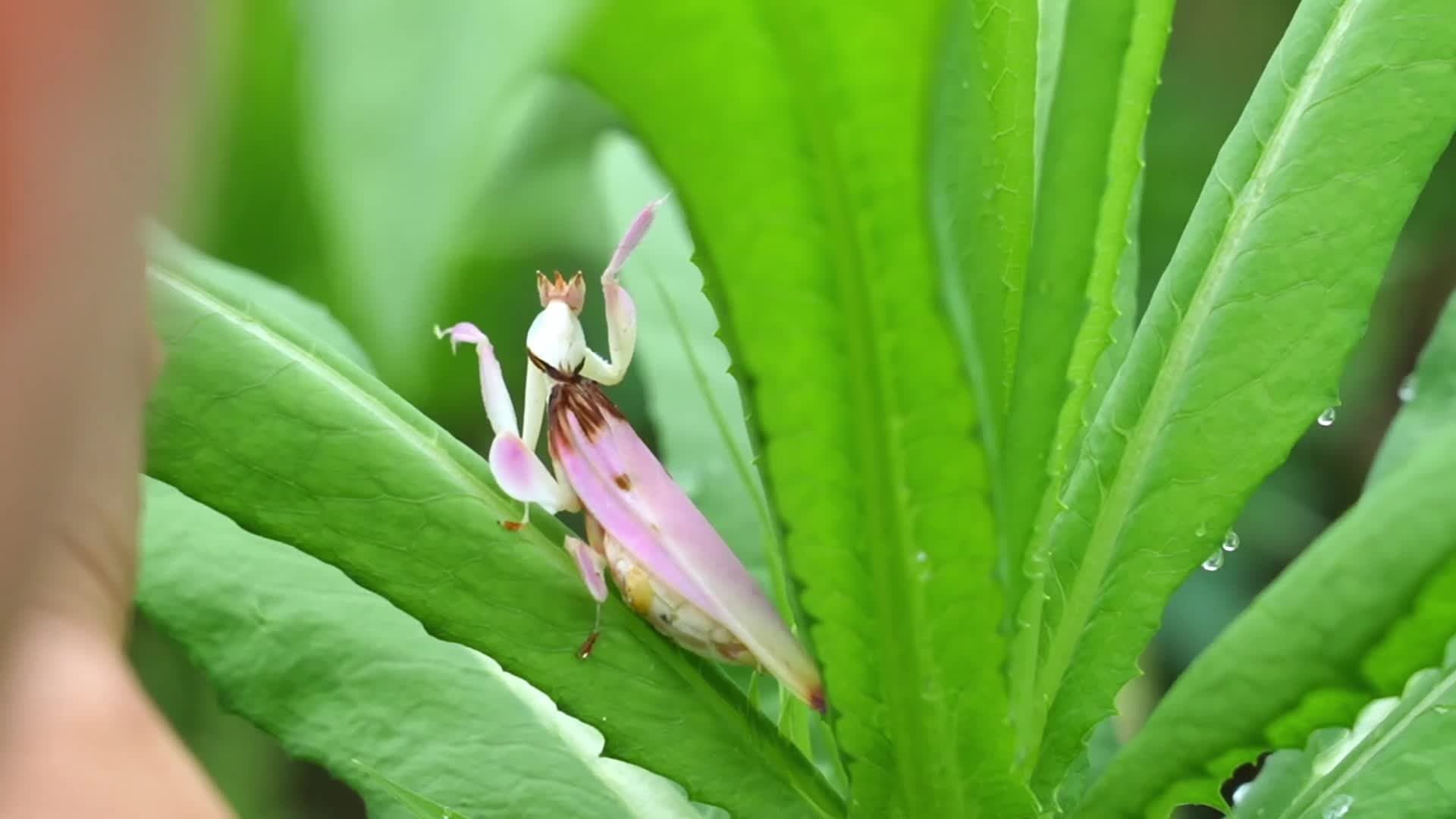 ชาวบ้านยูนนานเจอ 'ตั๊กแตนกล้วยไม้' สีสันแปลกตาหายาก