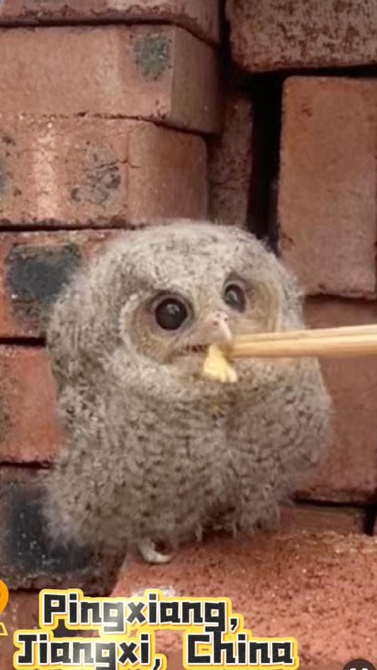 เอ็นดู! ชาวบ้านเจียงซีช่วย 'ลูกนกเค้าแมว' ตาแป๋วขาติดเชือก