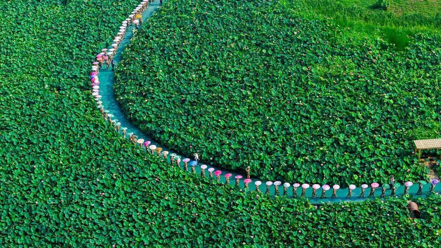 สีสันแฟชั่นโชว์บนรันเวย์ 'ดงดอกบัว' ในเจียงซู