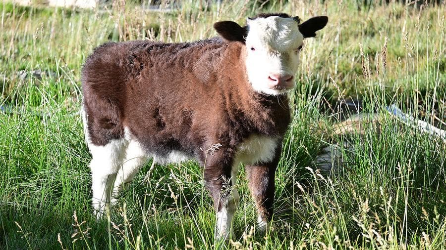 จีนโคลนนิง 'ลูกผสมวัวบ้าน-จามรี' จากเซลล์โซมาติก ตัวแรกของโลก