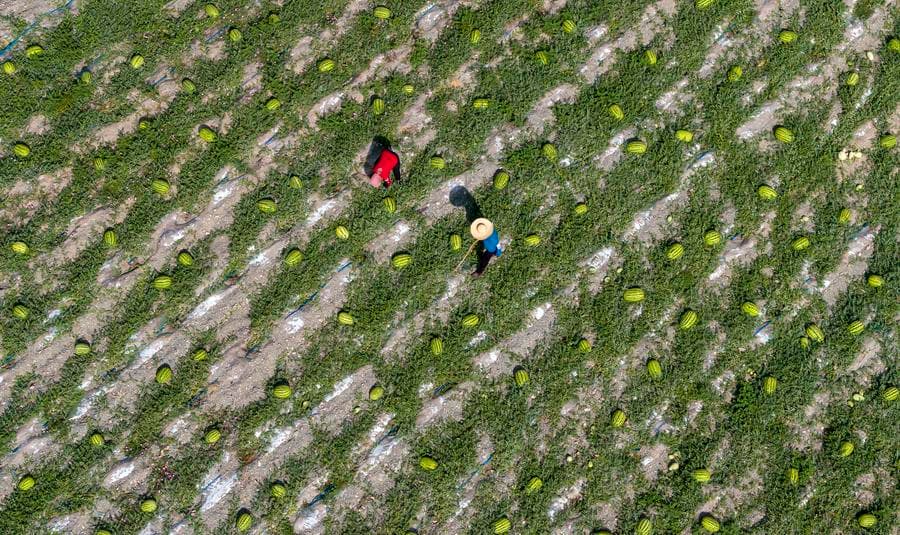 เกษตรกรจีนเก็บ 'แตงโมซีซา' ลูกโต สมญามรกตแห่งทะเลทรายโกบี