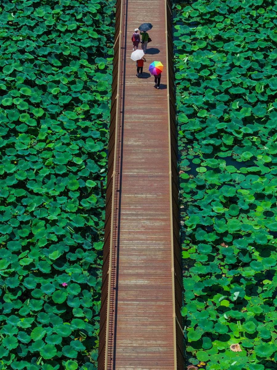 เดินทอดน่องชม 'ทุ่งบัวเขียว' เต็มทะเลสาบในหนานจิง